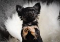 /album/fotogalerie-welpen/ashly-28-jpg/